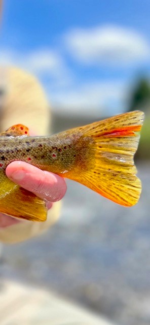 Fly of the Week with @anna_on_the_fly | Bjorn's Flash Midge Pupa